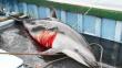 Cárcel para pescadores que maten a delfines