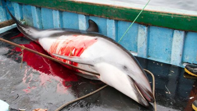 Hace poco denunciaron matanza de 15,000 delfines al año. (ONG Mundo Azul)