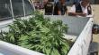 Incautan más de 1,000 plantaciones de marihuana en Huaura