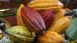 El cacao fue declarado producto de bandera de Perú