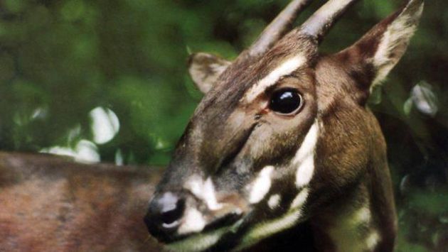 Este animal  fue descubierto en mayo de 1992 en Vietnam. (WWF)