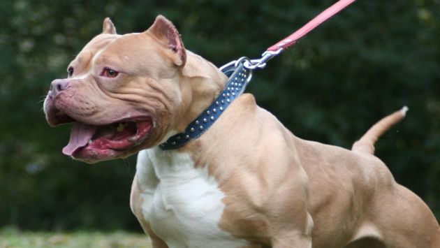 Dueño de la perra pitbull podría pasar hasta cinco años tras la rejas. (Internet)