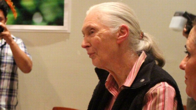 Reconocimiento. Jane Goodall fue distinguida en Iquitos por su trayectoria conservacionista. (Difusión)