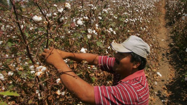 Volumen de ventas de algodón producido localmente cayó en 42% entre 2006 y 2011. (Giancarlo Shibayama)