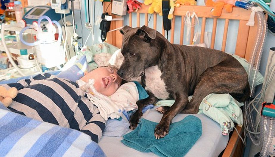 Desde hace seis años, Dylan Gerzmehle, de 10 años, quien se encuentra en estado vegetativo desde que nació, tien un vínculo muy fuerte con Tascha, un Staffordshire Bull Terrier que no se separa de él. (Frank Senftleben)