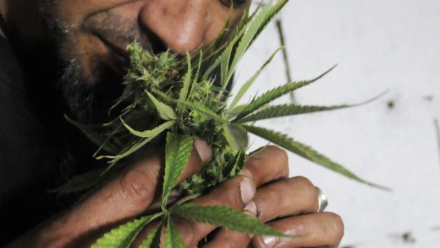 Marihuana en Uruguay estará bajo control estatal si aprueba proyecto en el Senado. (EFE)