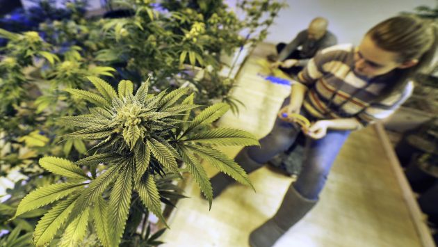 Marihuana: Colorado permite desde hoy venta para uso recreativo. (AP)