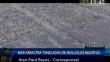 Chancay: El mar arrastra toneladas de moluscos muertos a la costa