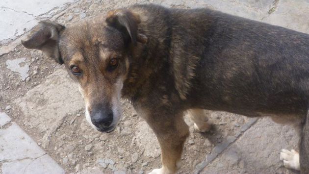 Este perro llora por su amo fallecido en Cochabamba,Bolivia. (Internet)