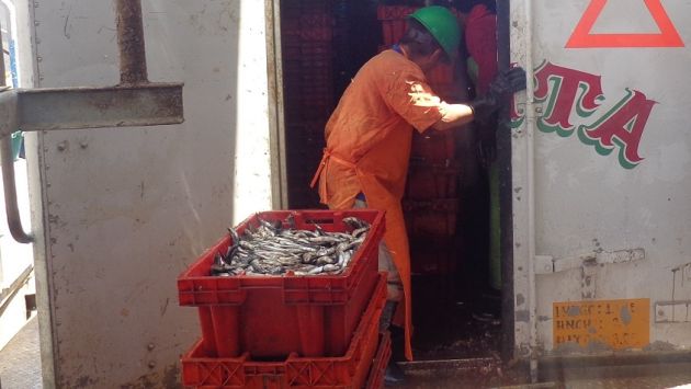 Piura: Incautan 10,000 kilos de anchoveta para harina de pescado ilegal. (Difusión)