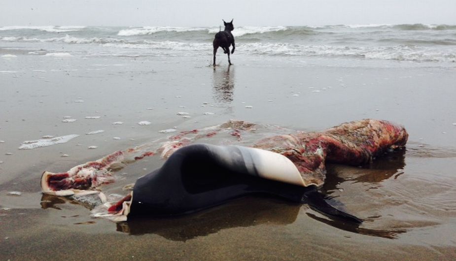El último domingo, dos ballenas fueron encontradas tendidas por los pobladores de Piura. (Heinz Plengue)