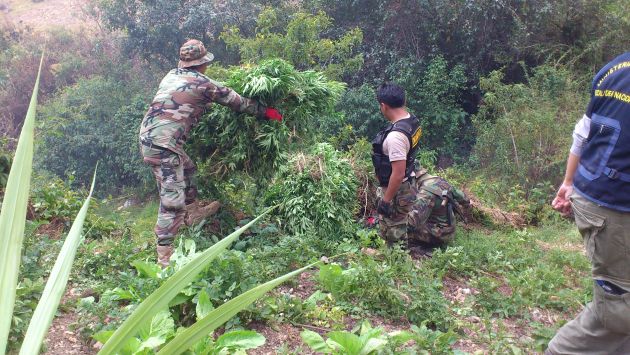 Policía Nacional erradica 65,000 plantones de marihuana en Huánuco. (USI/Referencial)