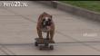 ‘Biuf’, el perro peruano que ama el skateboarding