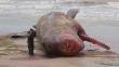 Uruguay: Cachalote varado en playa es retirado por las autoridades