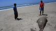 Piura: Pescadores mataron con veneno a delfines y lobos marinos
