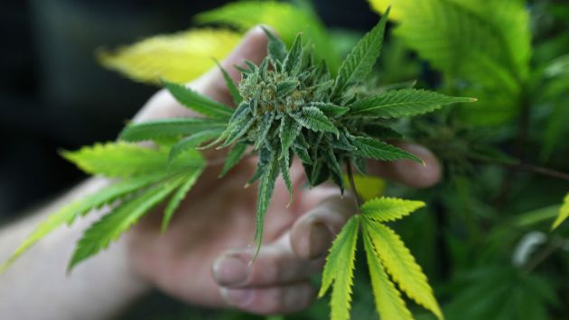 Marihuana: La feria estatal de Colorado premiará al mejor cultivo. (Reuters)