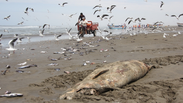 Nuevamente cientos de delfines aparecieron muertos en playas del norte. (Fabiola Valle)