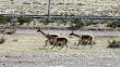 Ayacucho: Matan a más de 100 vicuñas en San Pedro