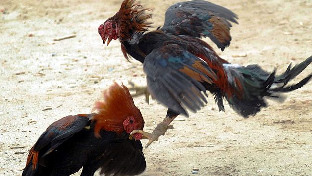 En Nueva York las peleas de gallos son multadas hasta con US$25,000. (Referencial/Internet)