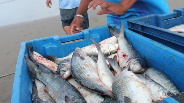 PBI: Sector pesquero está dinámico. (Fabiola Valle)