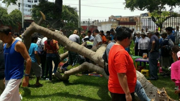 Caída de árbol dejó dos personas heridas. (USI)
