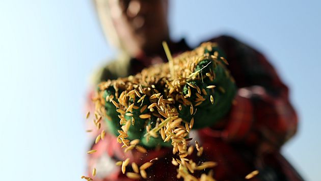El Niño amenaza con volver y golpear producción mundial de alimentos, como el arroz. (Bloomberg)