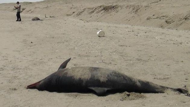Lambayeque: Hallan más de 100 ejemplares marinos muertos en el litoral. (RPP)