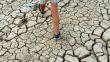 Piura: La escasez de lluvias afecta 3,016 hectáreas de cultivos 