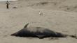 Lambayeque: Hallan más de 100 ejemplares marinos muertos en litoral