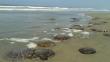 Chiclayo: Alerta por aparición de malaguas en litoral