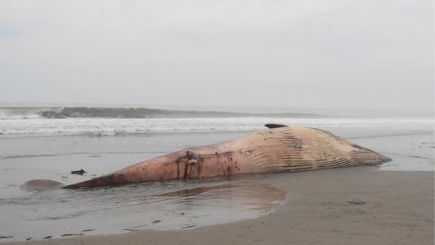 Huacho: Ballena varada murió por colisión con embarcación. (ORCA/Difusión)