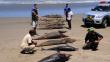 Imarpe: Animales marinos siguen muriendo en Lambayeque y Piura