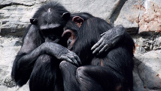 Chimpancés tienen más empatía con humanos que con miembros de su especie. (mnn.com)