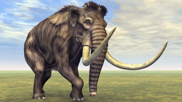 Clonar a un mamut es tecnológicamente posible. (USI)