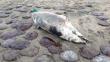 Lambayeque: Aparecen muertos 800 animales marinos en lo que va del año