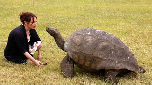 Conoce a Jonathan, el animal más viejo del mundo con 182 años. (Internet)