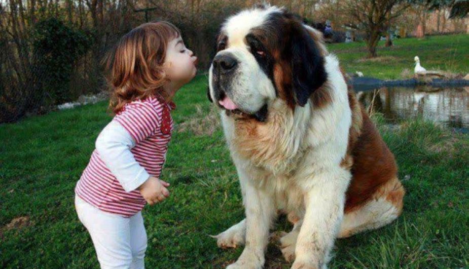 ¿Y quién dijo que el perro solo era el mejor amigo del hombre? (lainformacion.com)