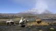 Arequipa: Ceniza del volcán Ubinas mata a 100 crías de alpaca 