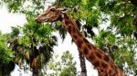 Murió ‘Peny’, la jirafa del Parque de las Leyendas. (Difusión/Canal N)