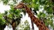 Murió 'Peny', la jirafa que habitó el Parque de las Leyendas por 25 años