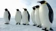 Día Mundial del Pingüino: 17 datos sobre estas aves [Fotos]