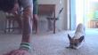 Video de Chihuahua haciendo yoga con su dueño es un éxito en Youtube