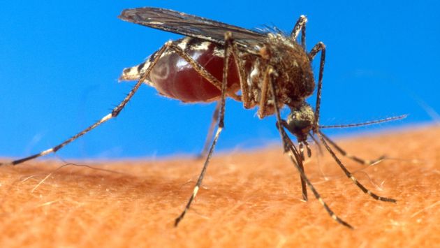 Virus transmitido por mosquitos se propaga en varios países