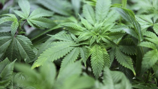 EEUU: Florida aprueba uso restringido de la marihuana con fines médicos. (Reuters)