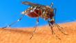 Caribe: 'Fiebre chikungunya' afecta a más de 31,000 personas