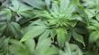 EEUU: Florida aprueba uso restringido de la marihuana con fines médicos