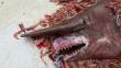 Golfo de México: Capturan segundo ejemplar del 'tiburón duende' 
