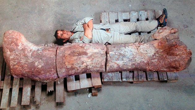 Argentina: Hallan restos del dinosaurio más grande del mundo. (AFP)