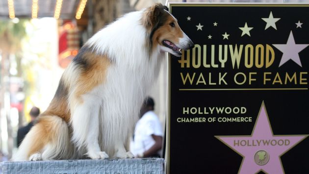 Lassie, uno de los perros más famosos en toda la historia del cine. (Internet)