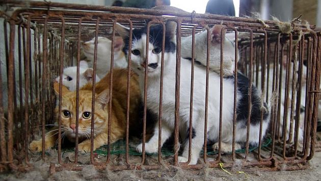 Cañete: Poder Judicial prohíbe la matanza de gatos en el ‘Curruñao’ (Internet)